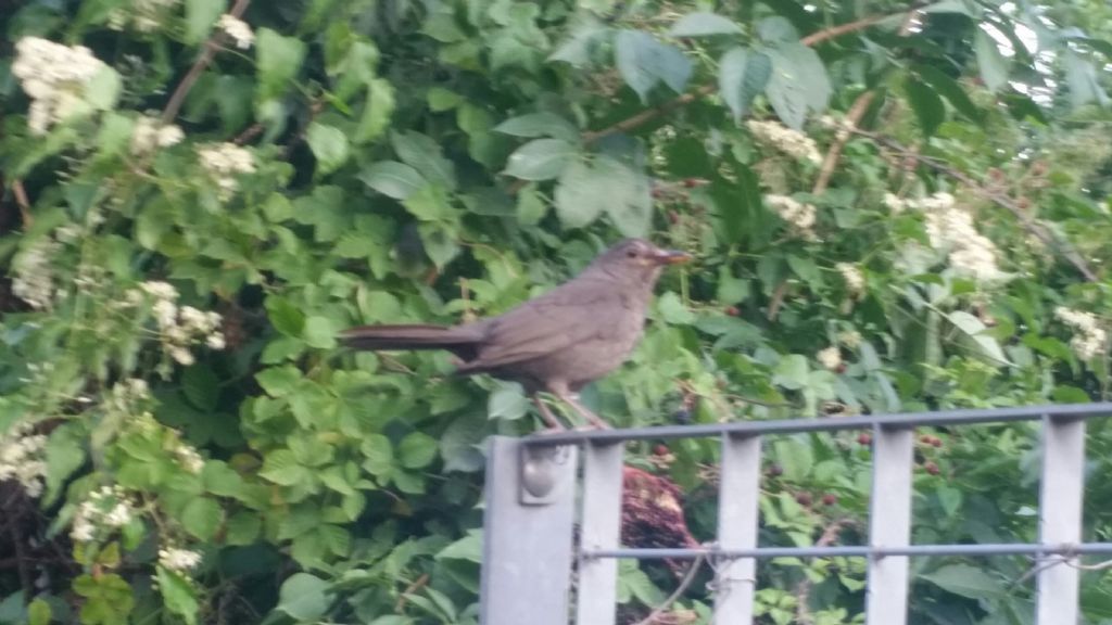 Merlo (Turdus merula), femmina